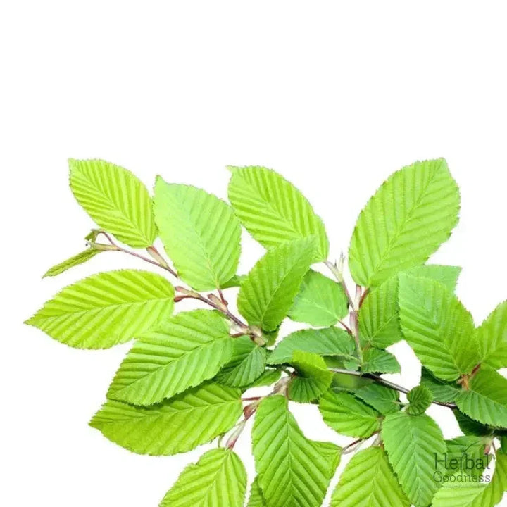 Bulk Herbs & Roots - 4oz Organic bulk teas for digestion, energy, detox Bulk Herb Herbal Goodness Slippery Elm 