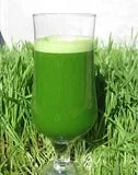Wheatgrass 