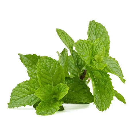 The Power of Peppermint for Focus and Mental Clarity