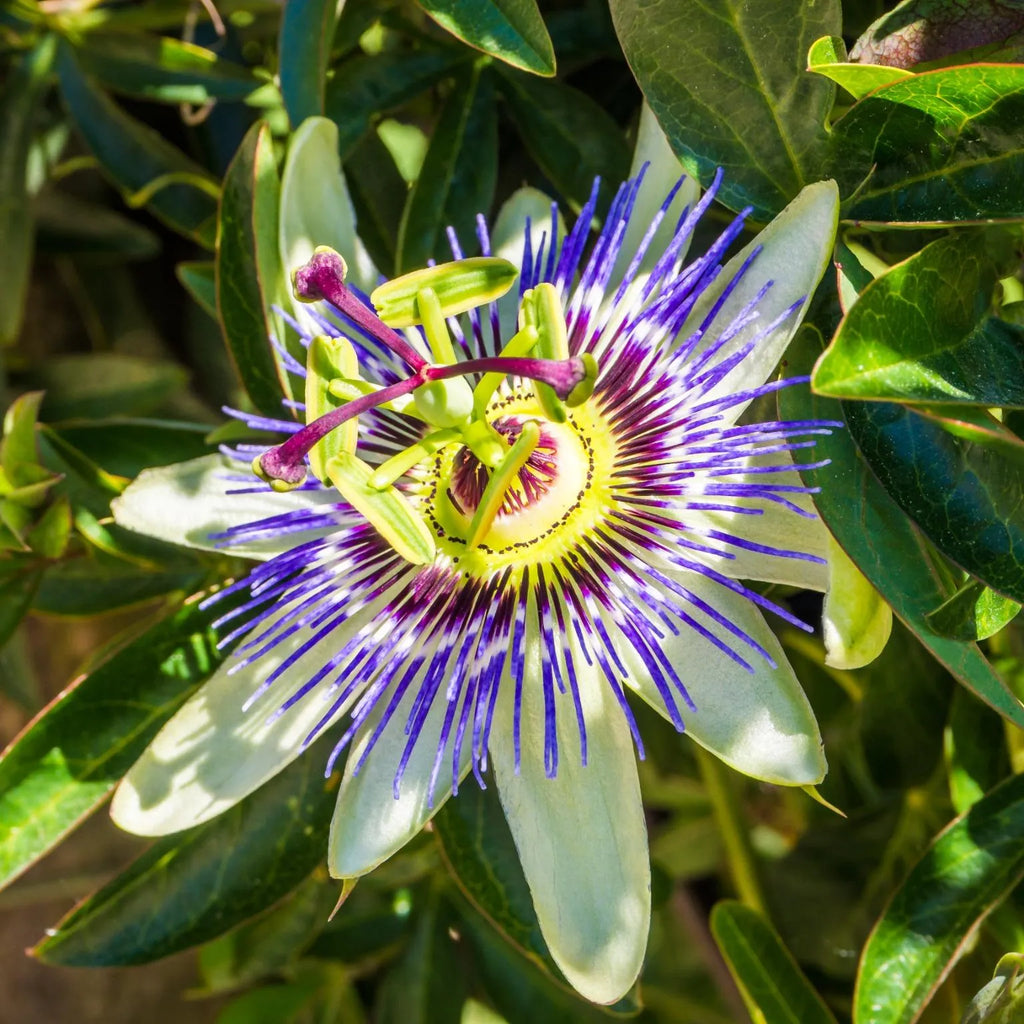 Passion Flower