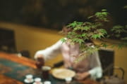 Herbalist preparing soursop tea with graviola leaves