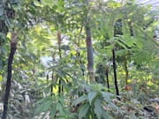 Soursop tree growing in tropical rainforest