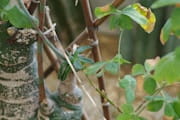 graviola soursop plant with leaves fruit and bark in natural setting