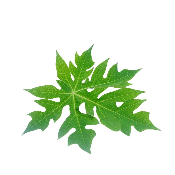 Premium Bulk Herbs Herbal Goodness Papaya Leaf 8oz 