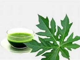 good quality papaya leaf extract
