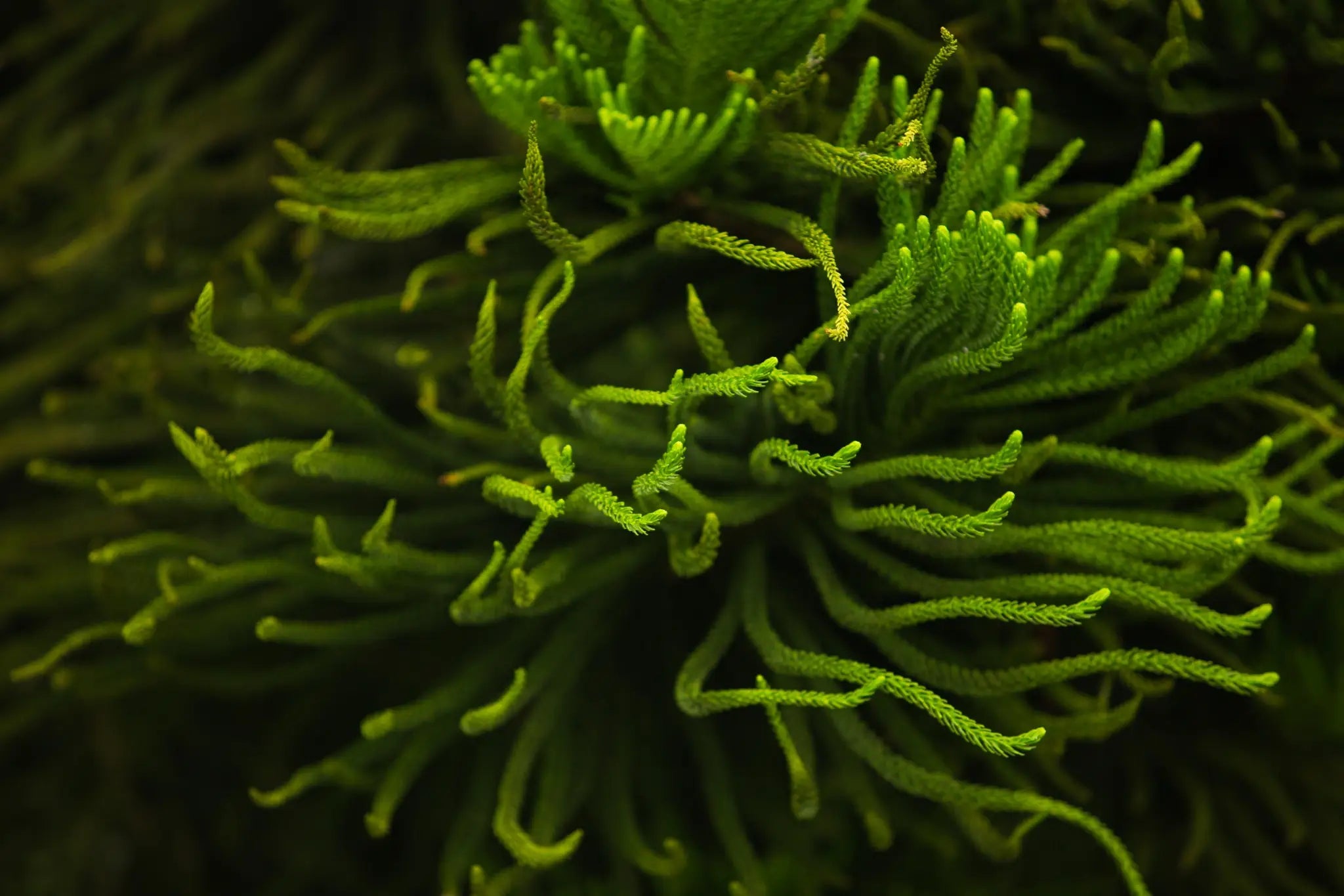What is Sea Moss Good For?