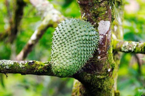 Soursop Tea Benefits and Side Effects | Herbal Goodness