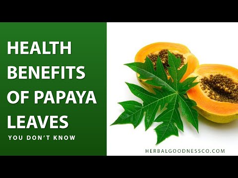 Papaya Leaf Extract - Capsules 600mg - 10X Strength - Boost Platelets, Digestion & Immunity - Herbal Goodness